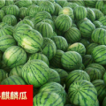 2016团风百余亩大棚8424麒麟西瓜正式上市！
