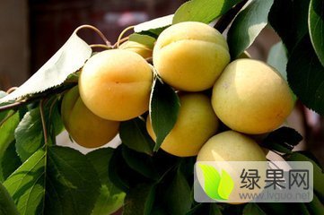 2016年陕西大荔金寿杏价格