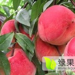 陕西大荔突围毛桃蜜桃上货量大