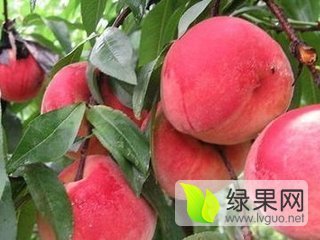 2016年陕西大荔突围毛桃价格