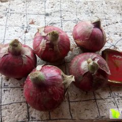 安丘红皮洋开始上市万顺果蔬种植专业合作社