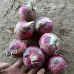 安丘红皮洋葱7.5公分一下的洋葱火热上市