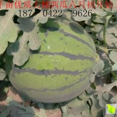 辽宁锦州凌海市大棚甜王、008西瓜上市