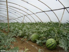 2016年辽宁锦州凌海京欣系列西瓜