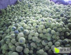 2016新乐西瓜 甜瓜品种有，金典 红城十