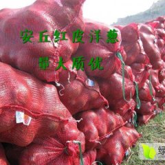 山东安丘红皮洋葱已上市，质量优良