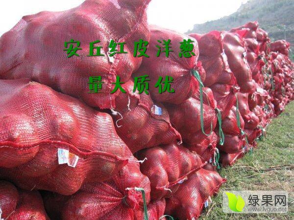 2016年山东安丘红皮洋葱价格
