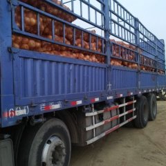 2017新野​黄皮洋葱大量上市，成熟度好