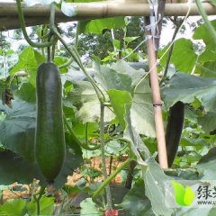 广西区崇左市扶绥县冬瓜今年价格有看点