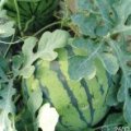 太康芝麻牛焕魁5月京欣西瓜