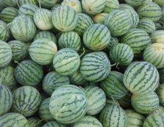 分宜县富农种植专业合作社大量出售8424麒麟西瓜