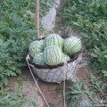 新沂高流陈加宝5月8424西瓜