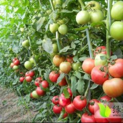 抚宁西红柿逐渐升温,下庄范晓宇诚信合作