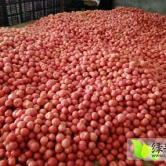 原阳西红柿早买早赚,原阳杨志华诚信合作