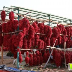 循化辣椒绿色无公害清水韩辉诚信合作