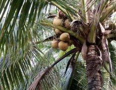 海南万宁长年批发海南椰子，青椰，红椰一律均