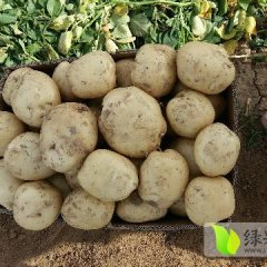 2016偃师土豆走过路过不要错过