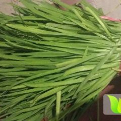 华县韭菜是名优特产,下庙党援越诚信合作