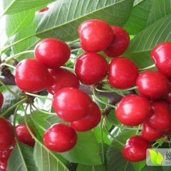 绛县大樱桃生产基地，种植面积几万亩