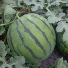 开封驻各个西瓜基地诚信实力专业代办