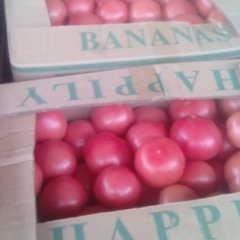 牧野北环郭雪峰5月硬粉西红柿