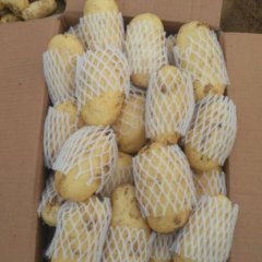 滕州土豆全面上市