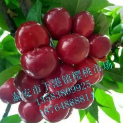 港樱桃将于5月10号大量上市