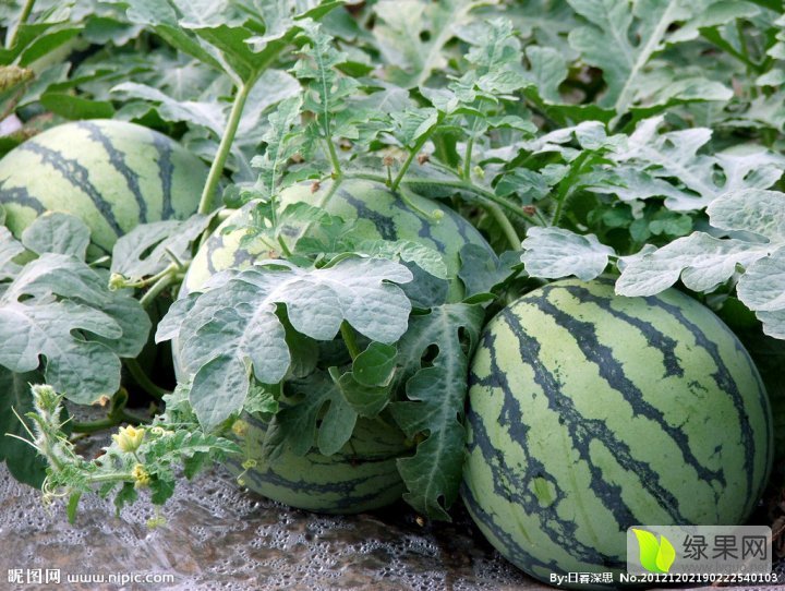 平湖正宗8424大棚西瓜绝对绿色质量保证