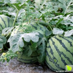 平湖正宗8424大棚西瓜 绝对绿色质量保证