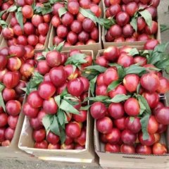 宜城板桥小钟5月曙光油桃