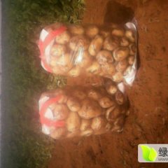 辽宁兴城中暑绥中早大白李洋合作社代办