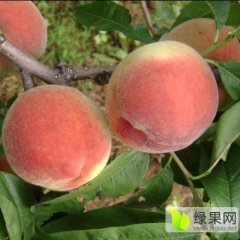 大荔蜜桃价格行情平稳,范家张爱琴诚信合作