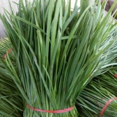 藁城韭菜著名品种,常安郑立伟诚信合作