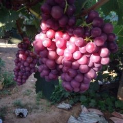 2016偃师葡萄俏销大江南北.供应各地客商