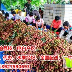 广东荔枝代收代购水果合作代办社