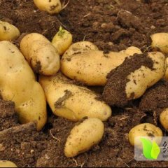 2016新泰土豆抓住商机无限