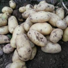 通许土豆名扬天下,后城马艳珍诚信合作