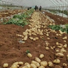 山东泗水万亩大量土豆上市 基地产地货源充足