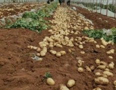 山东泗水万亩大量土豆上市 基地产地货源充足