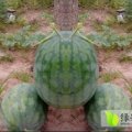 通许西瓜欢迎合作,河南张明诚信合作