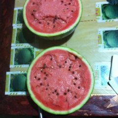 昌乐宝城郭素梅1月宝威甜王种子西瓜种子