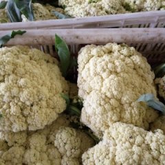 东昌府菜花长势旺盛