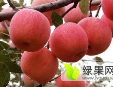 陕西大荔冷库苹果著名品牌