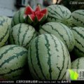 河南省商丘市夏邑县西瓜价格波动不大