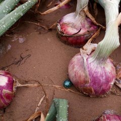 山东菏泽单县洋葱即将上市