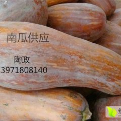 嘉鱼县潘家湾陶政6月金韩密本南瓜