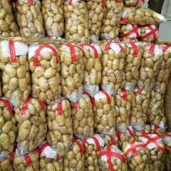 2016滕州土豆现在订货有惊喜