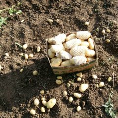 滕州姜屯张令奇5月克新一号土豆