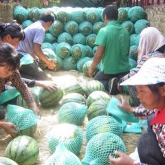 临渭官路王文旗5月京欣西瓜