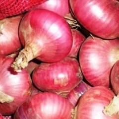 安丘洋葱上货量大,大汶张芳旗诚信合作